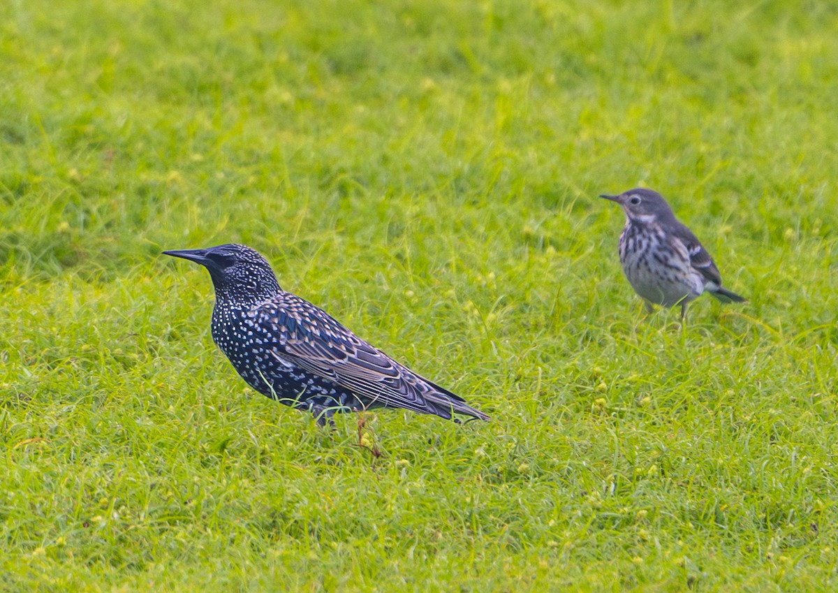 European Starling - ML644801753