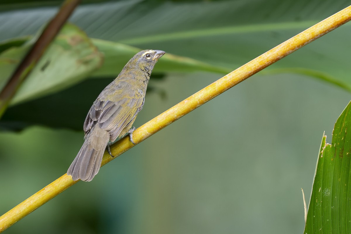 Cinnamon-bellied Saltator - ML644801757