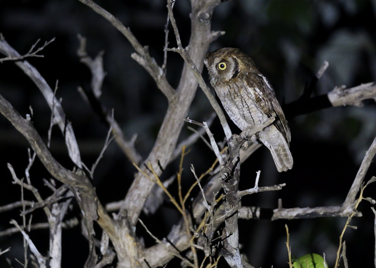 výreček neotropický - ML644801765