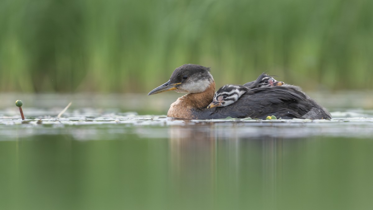 Somormujo Cuellirrojo - ML644801766