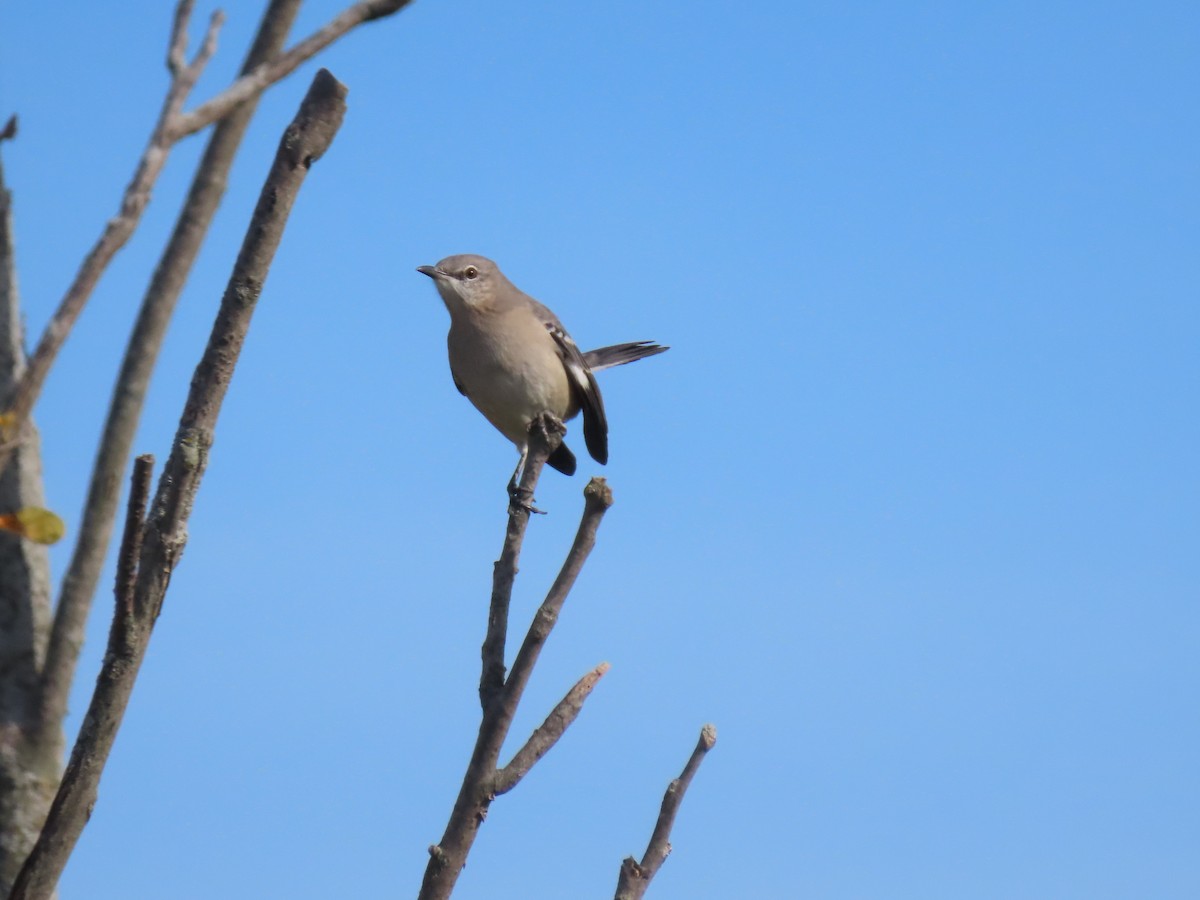 drozdec mnohohlasý - ML644801778