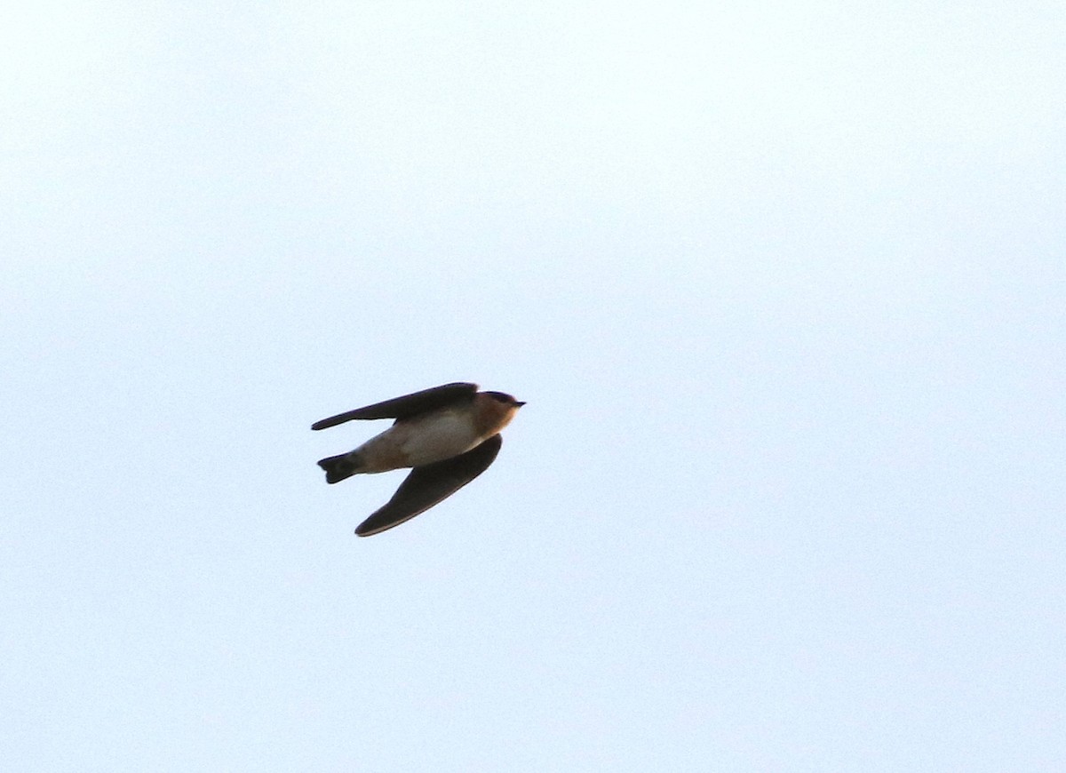 Cave Swallow - ML644801781
