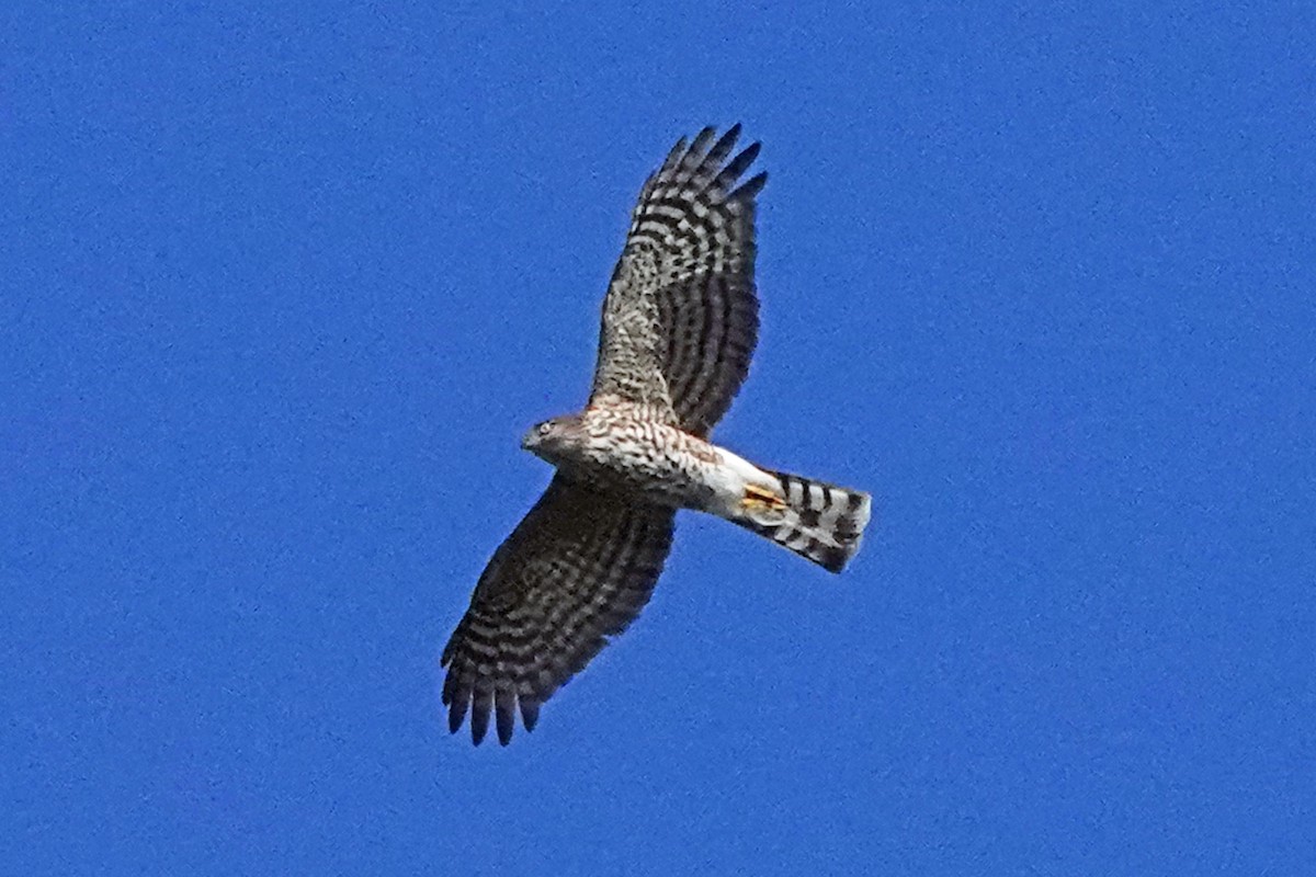 Sharp-shinned/Cooper's Hawk - ML644801782