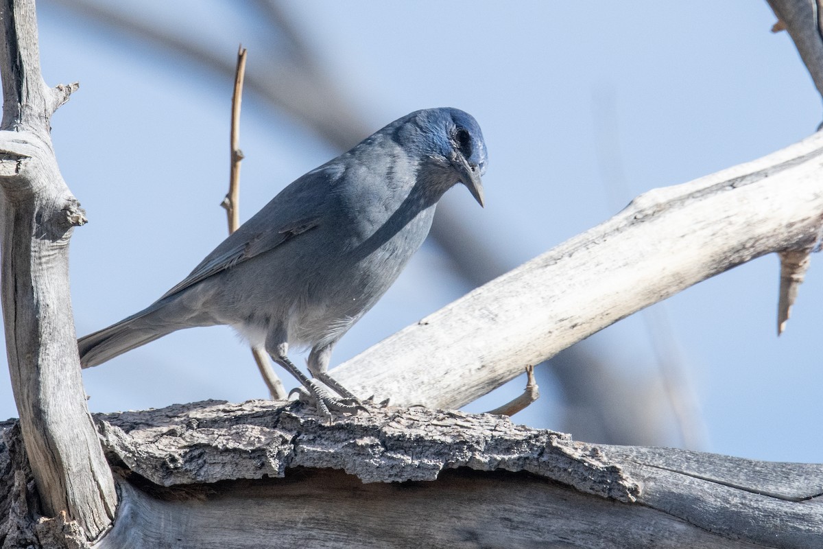 Chara Piñonera - ML644801784