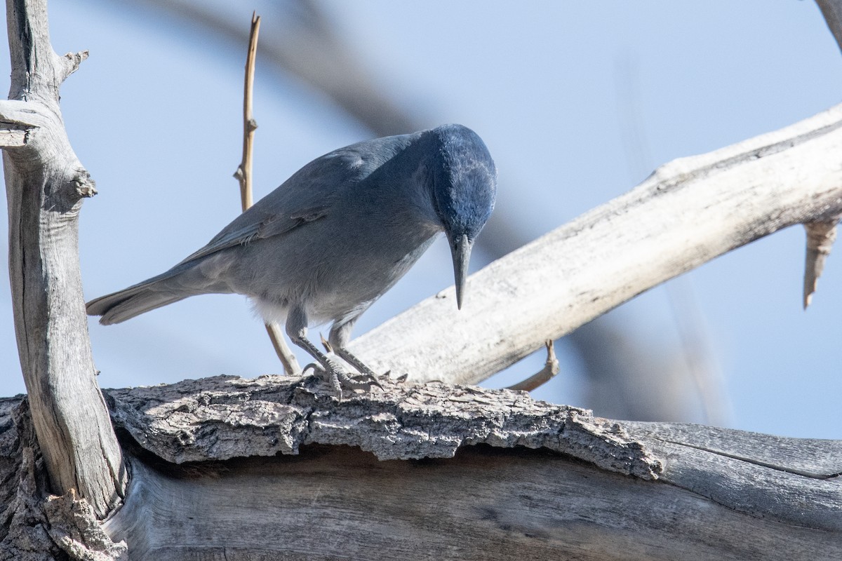 Chara Piñonera - ML644801786