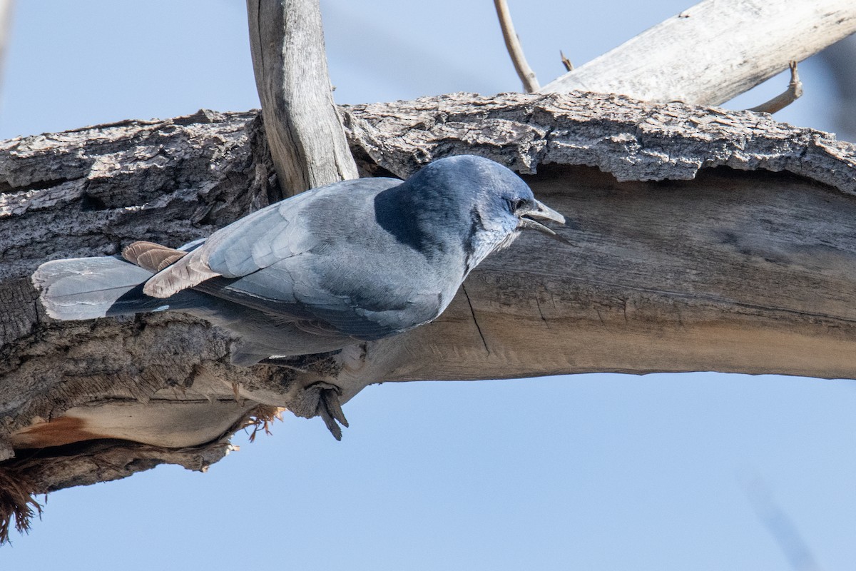 Chara Piñonera - ML644801787