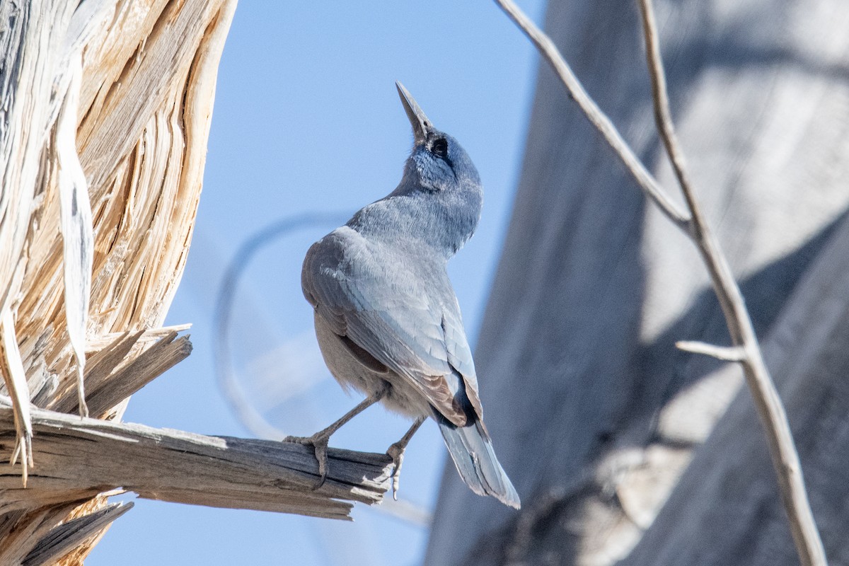 Chara Piñonera - ML644801788