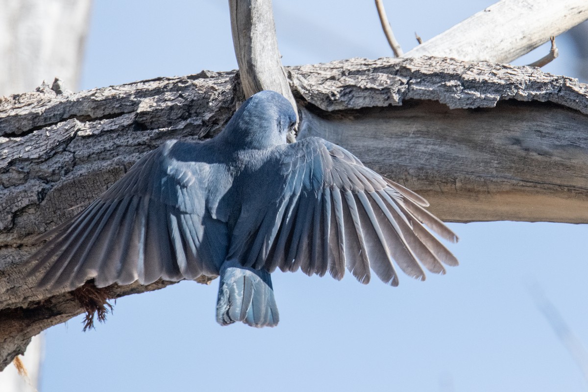 Chara Piñonera - ML644801789