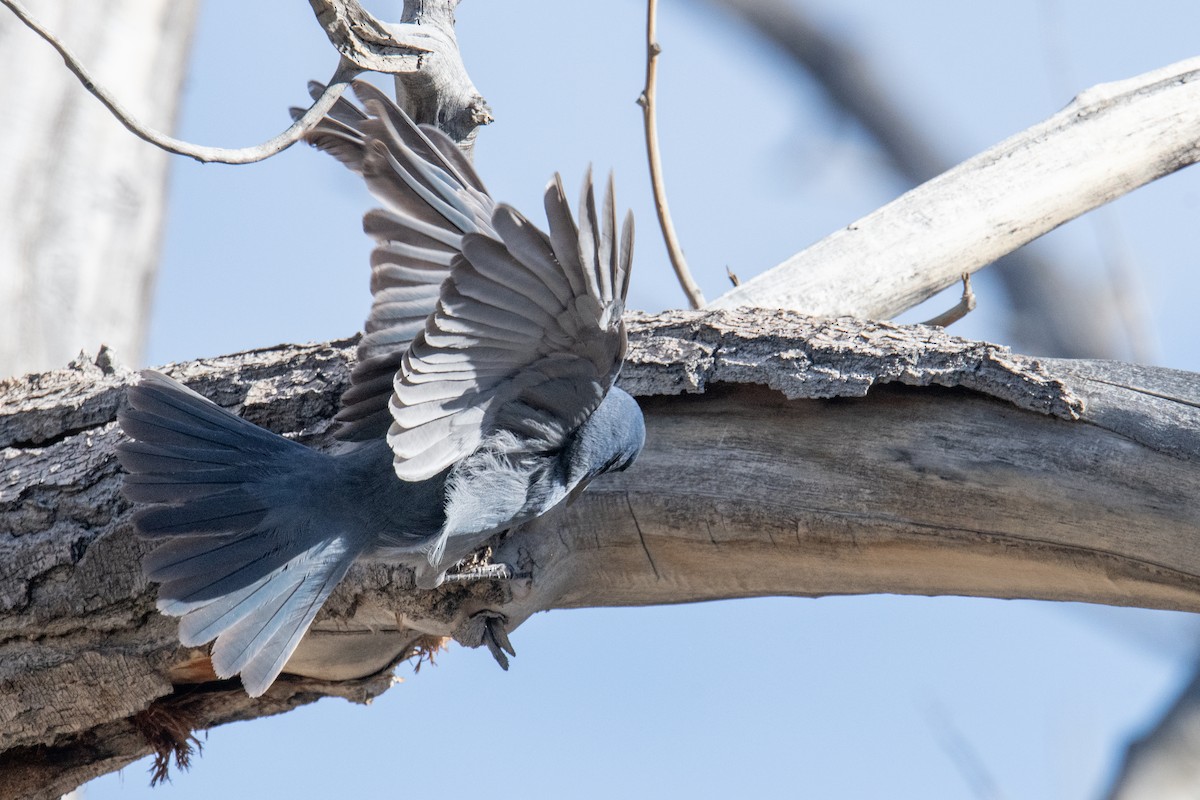 Chara Piñonera - ML644801790