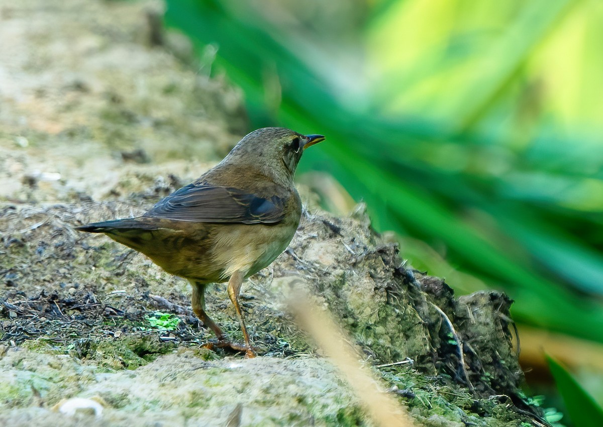 Middendorff's Grasshopper Warbler - ML644801794