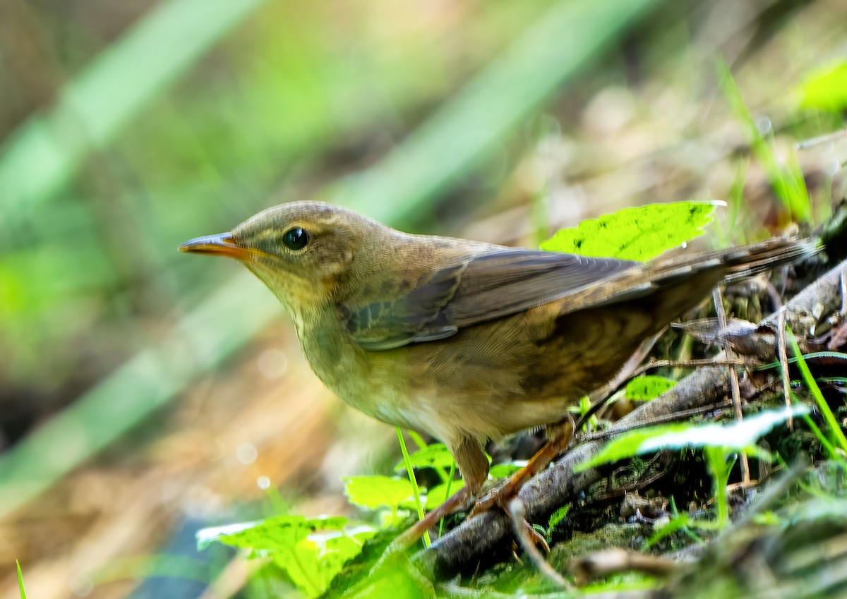 Middendorff's Grasshopper Warbler - ML644801795