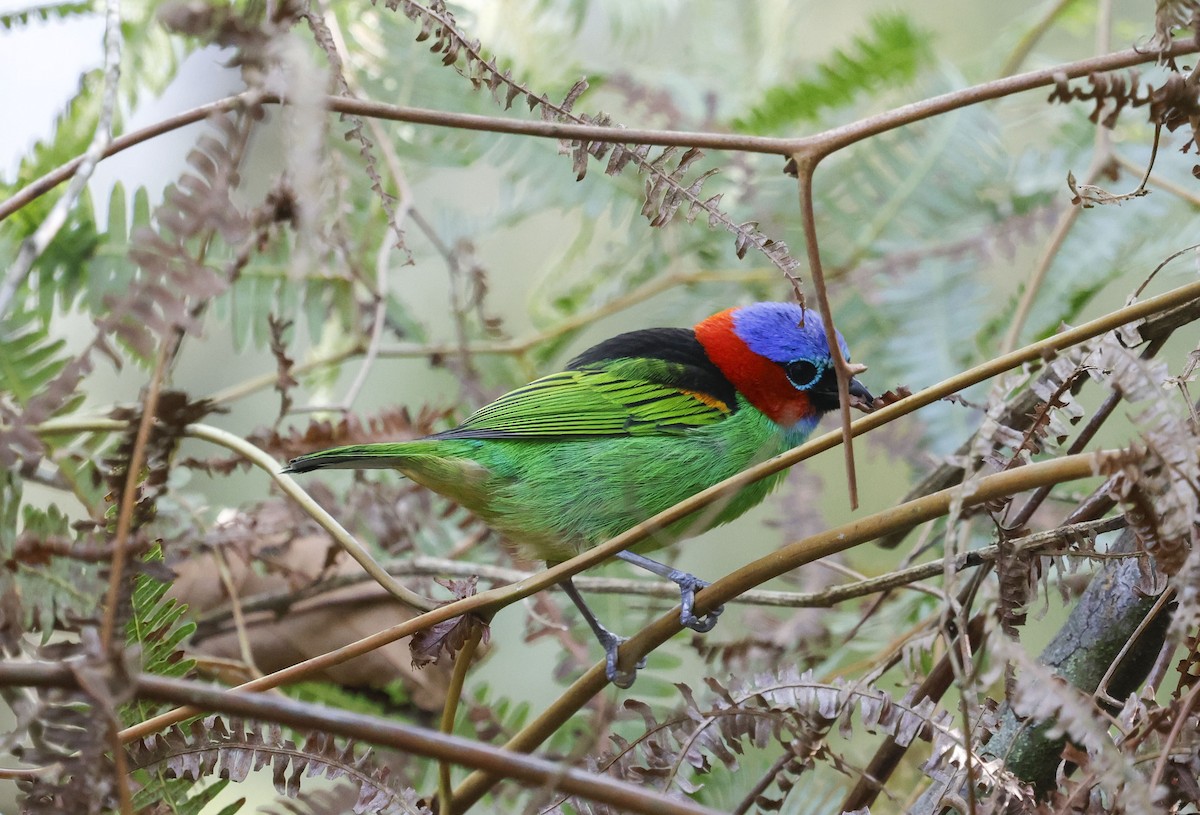 Red-necked Tanager - ML644801797