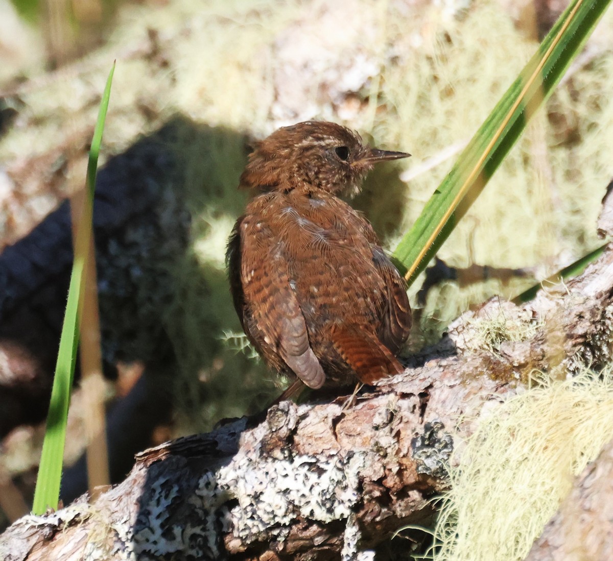 Winter Wren - ML644801800
