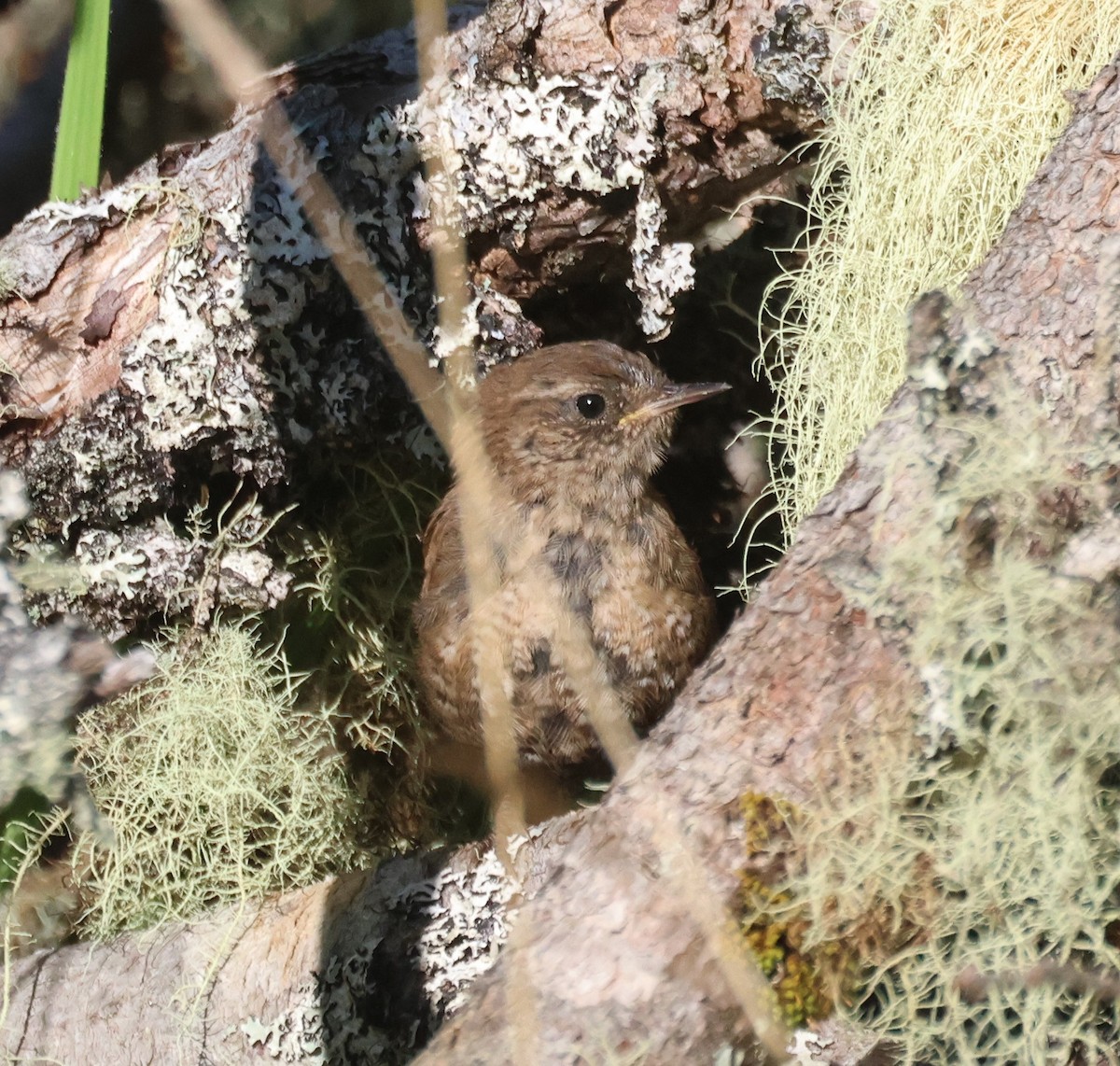 Winter Wren - ML644801801
