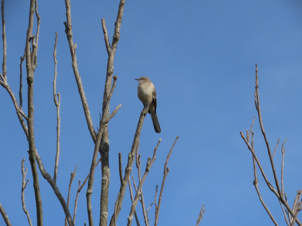 drozdec mnohohlasý - ML644801805