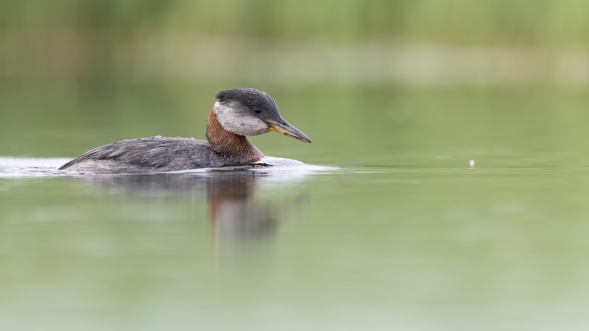 Somormujo Cuellirrojo - ML644801808