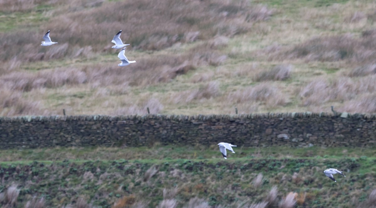 Common Gull - ML644801838