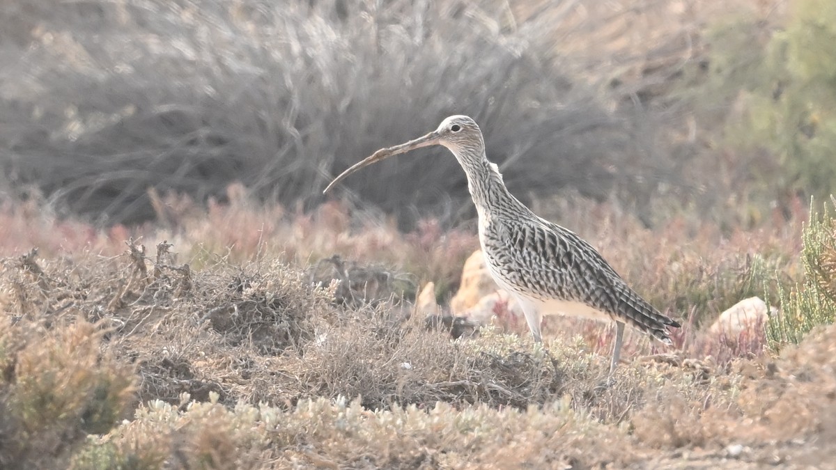 Courlis cendré - ML644801844