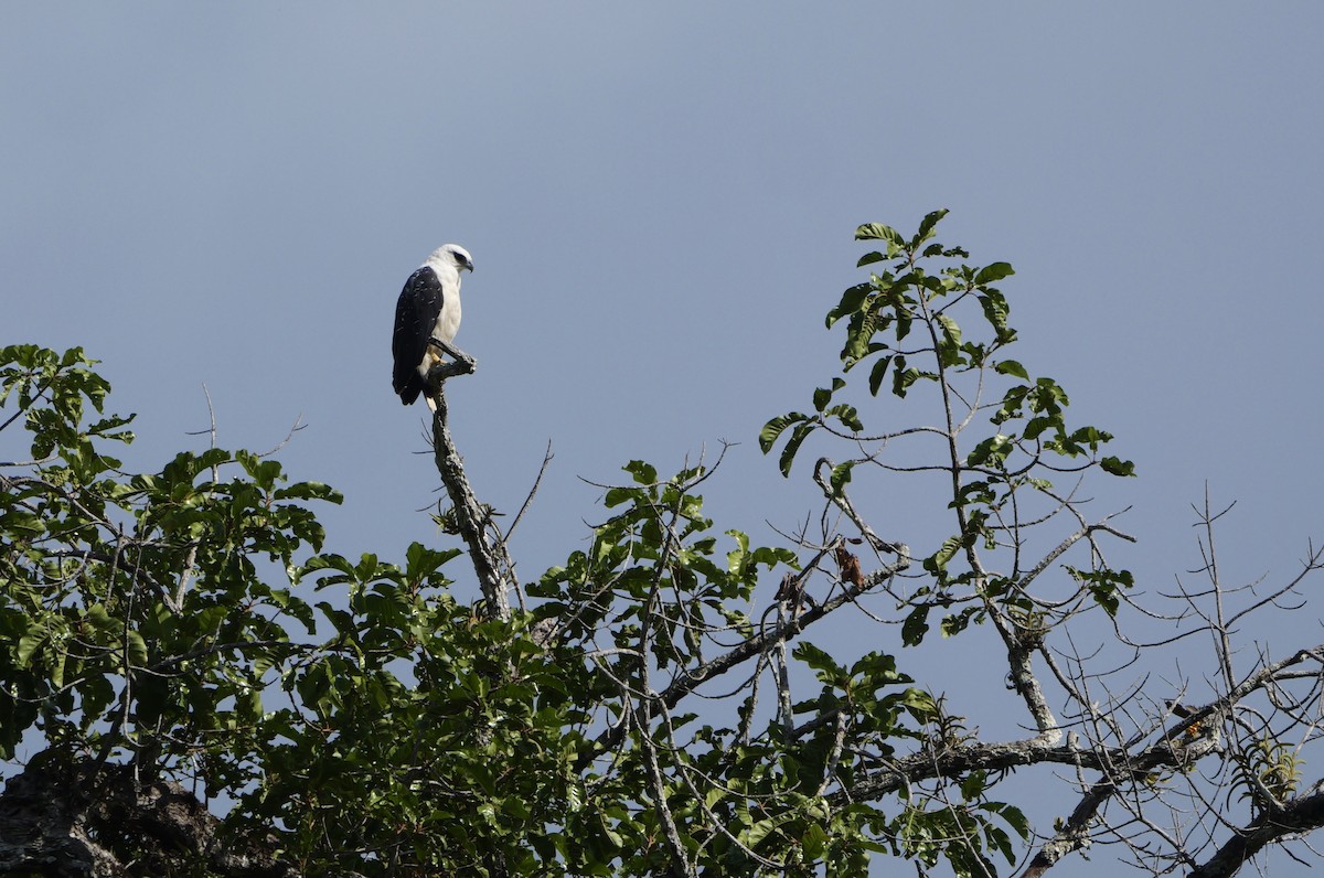 káně pralesní - ML644801846