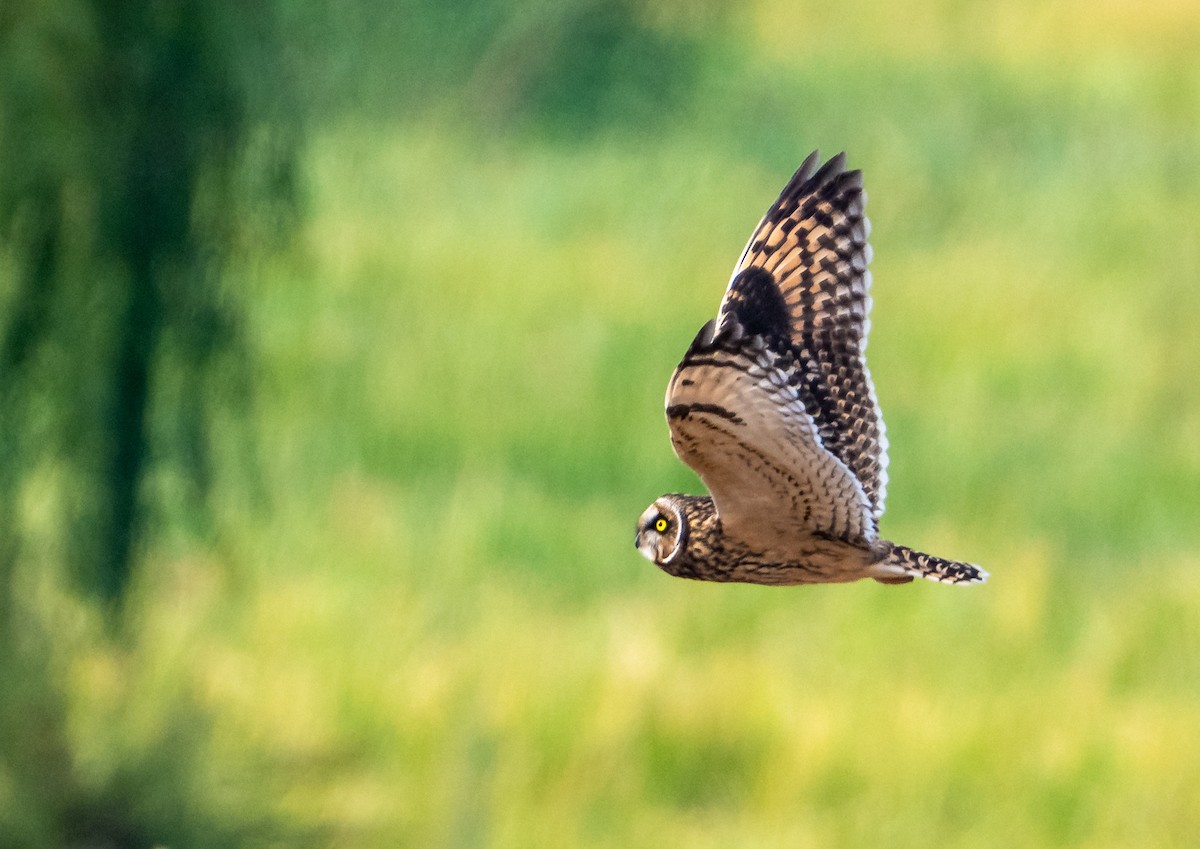 Болотная сова (flammeus) - ML644801848