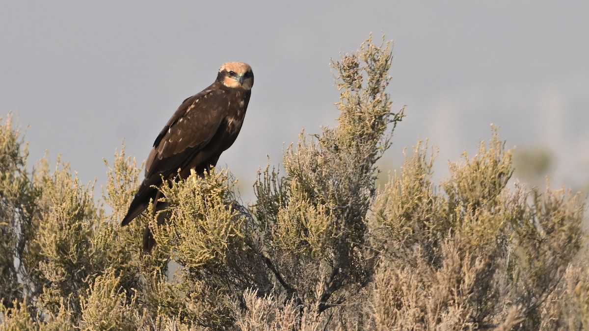 Busard des roseaux - ML644801855