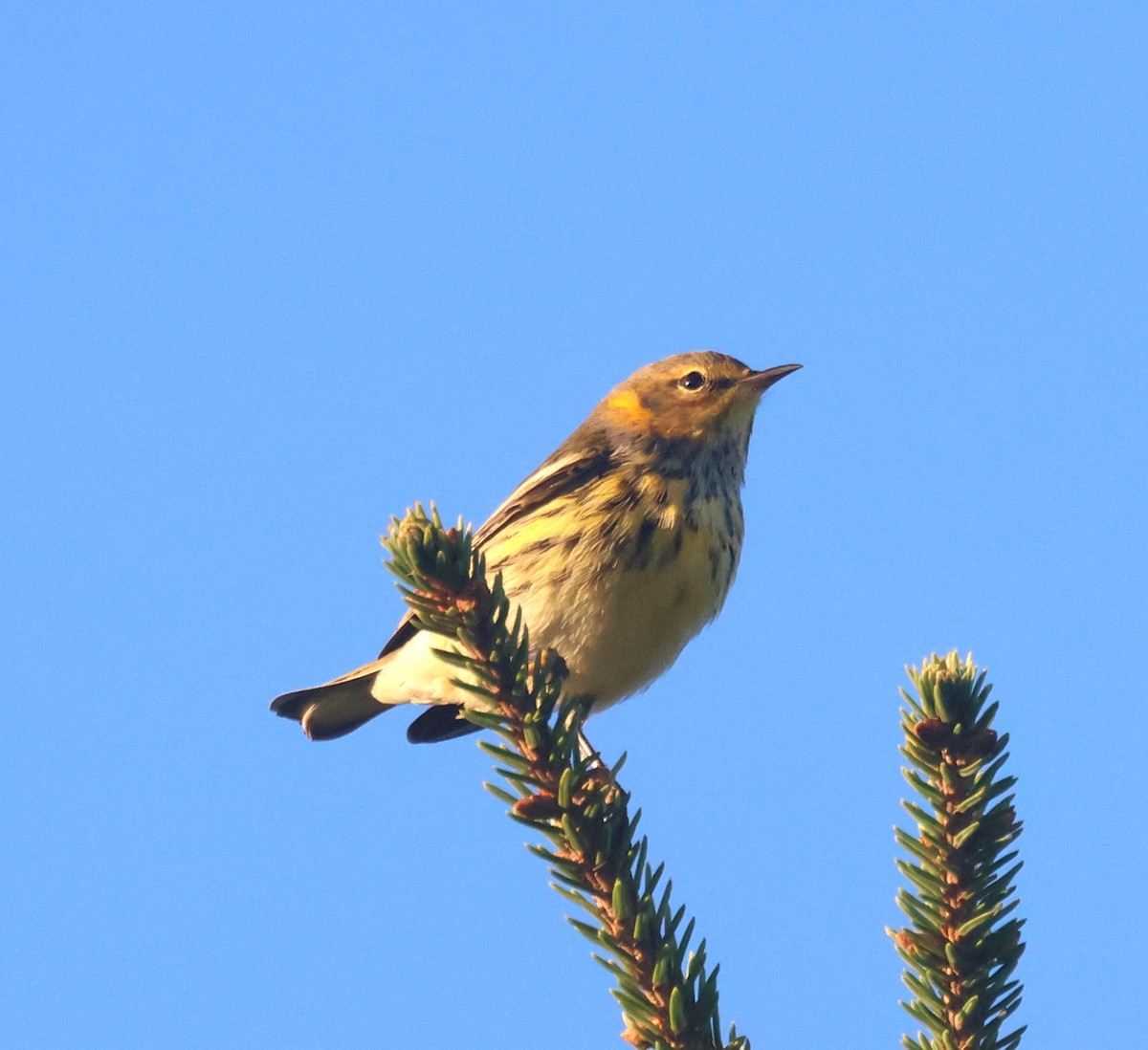 Cape May Warbler - ML644801860