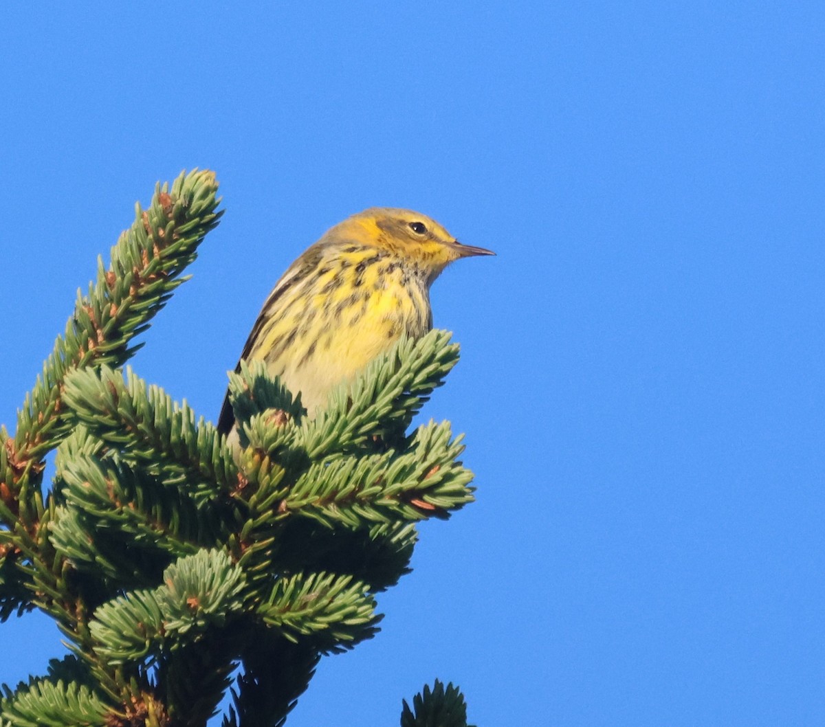 Cape May Warbler - ML644801861