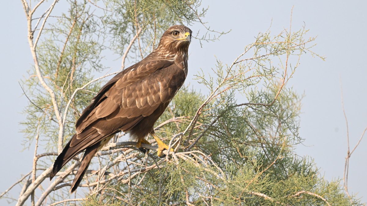 Buse variable - ML644801868