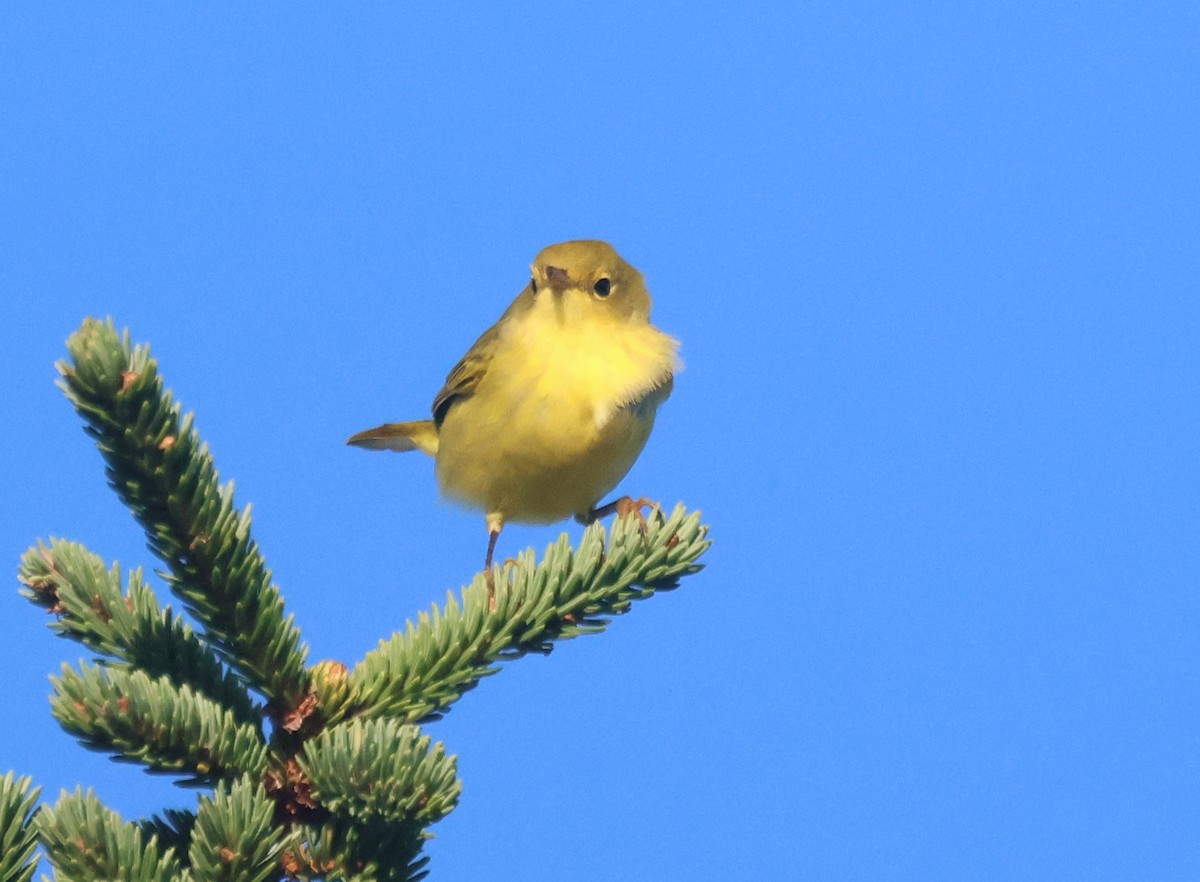 Northern Yellow Warbler - ML644801875