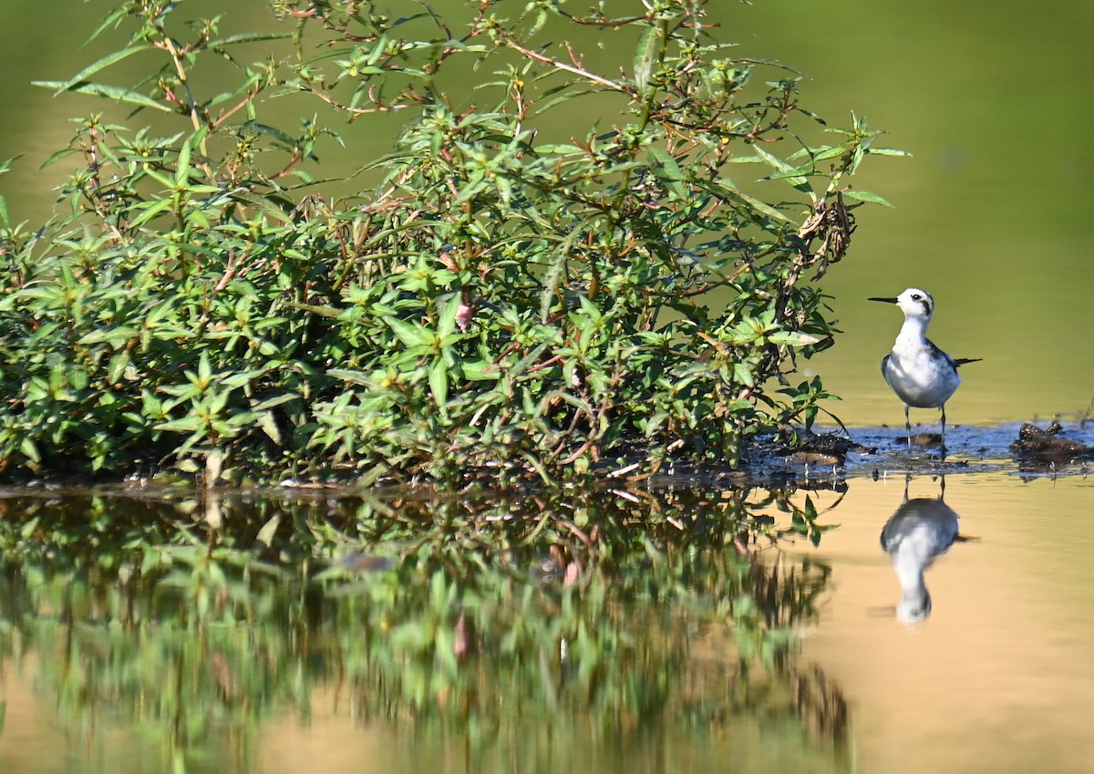Red-necked Phalarope - ML644801888