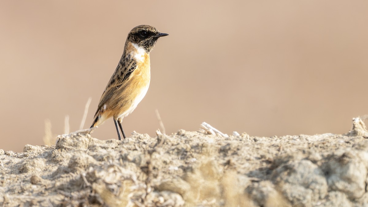 Tarier pâtre - ML644801890