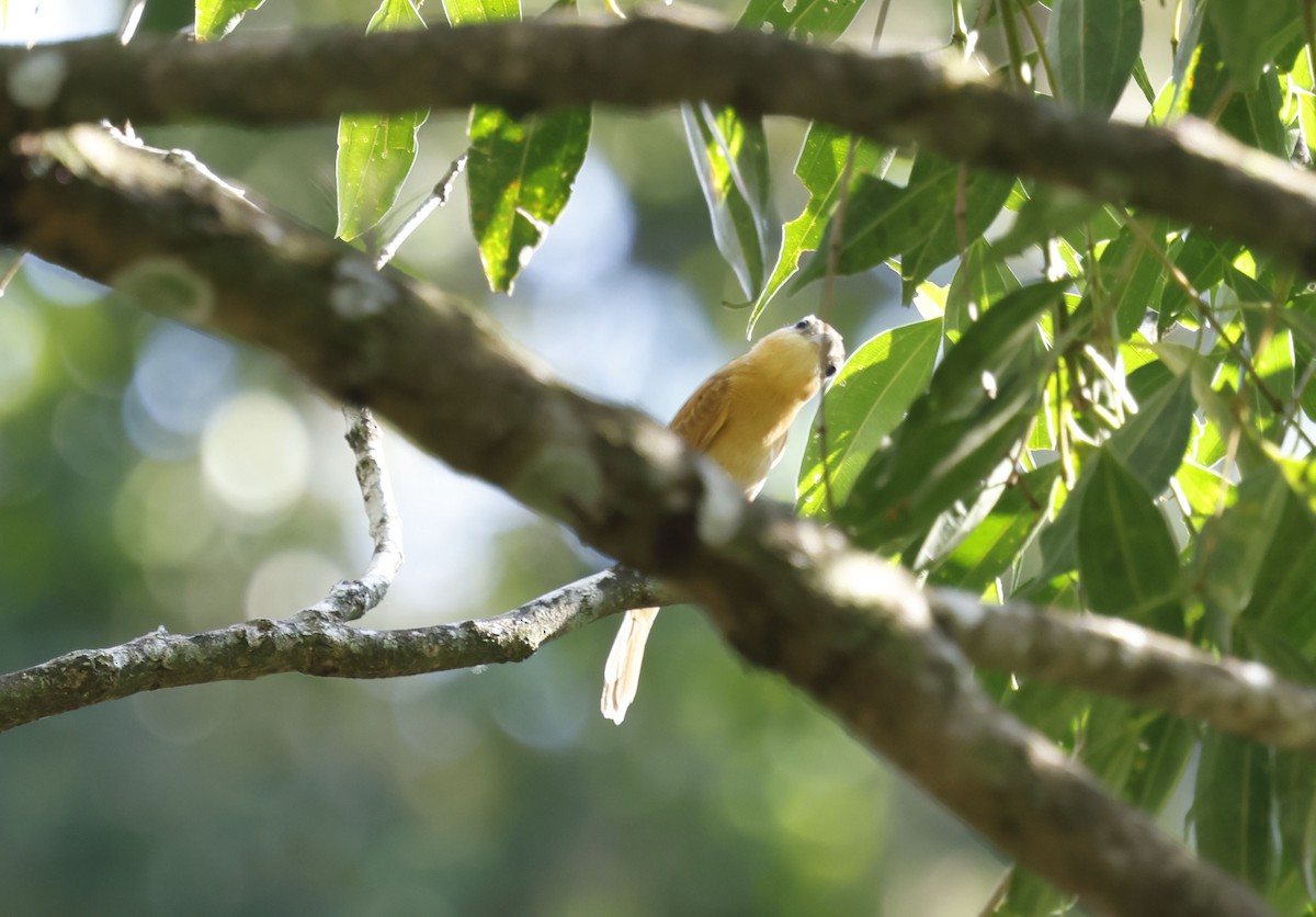 Chestnut-crowned Becard - ML644801895