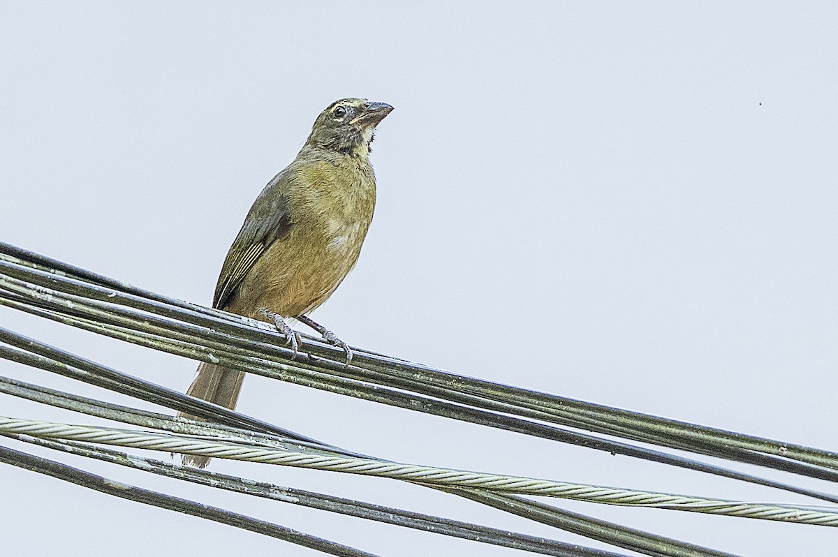 Cinnamon-bellied Saltator - ML644801898