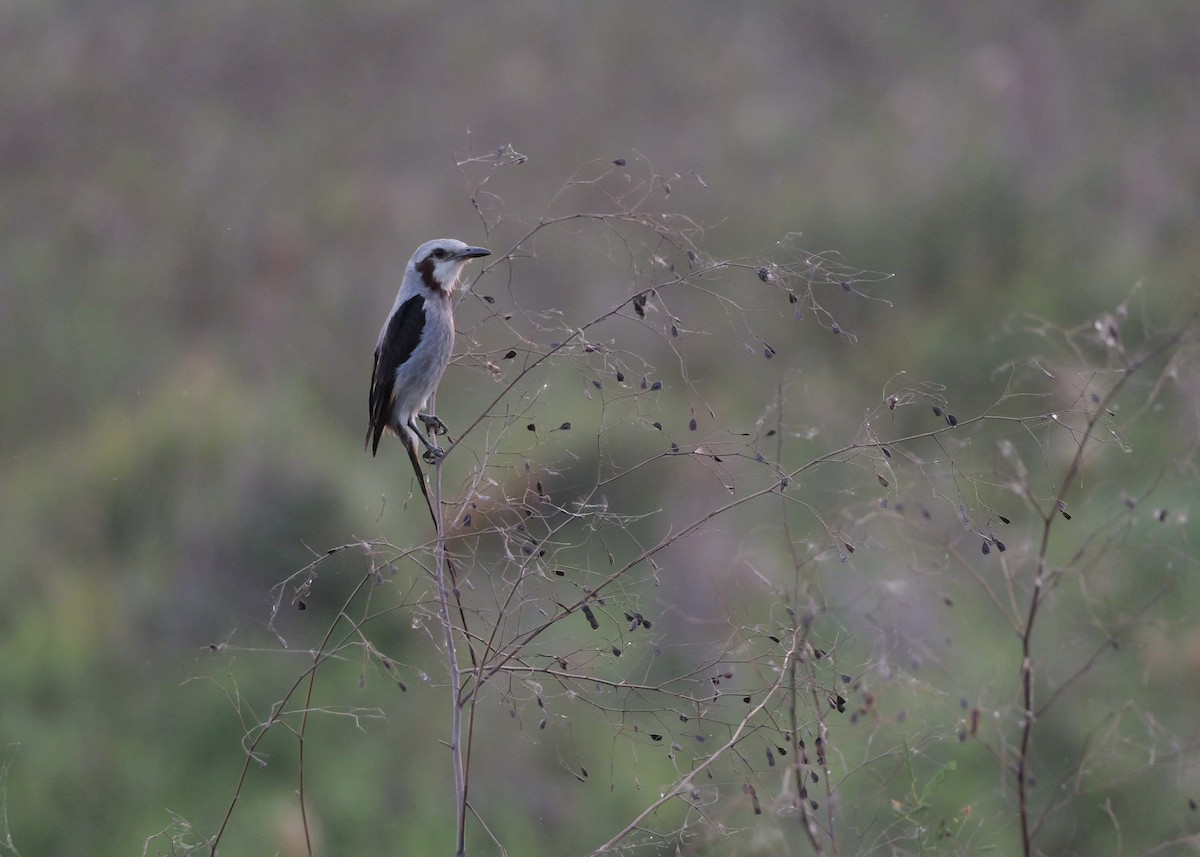 Streamer-tailed Tyrant - ML644801921