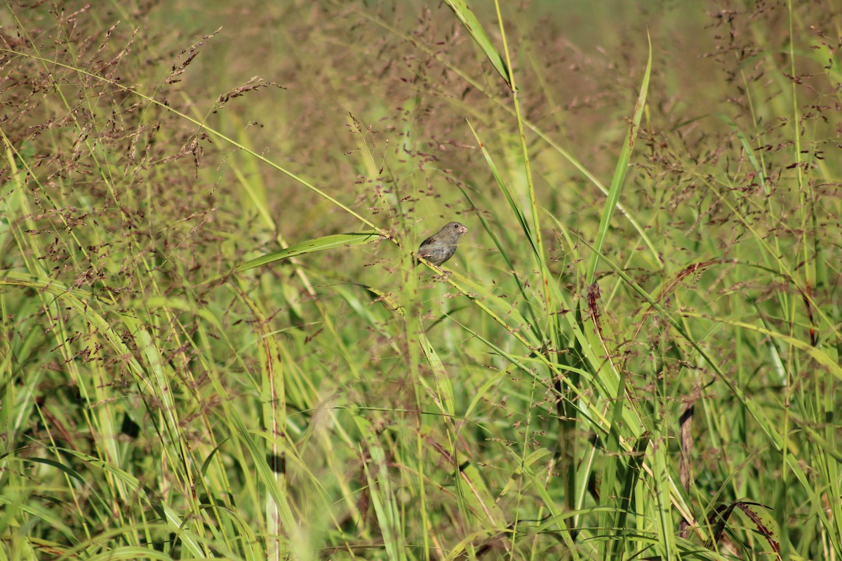 Cici verdinère - ML644801925