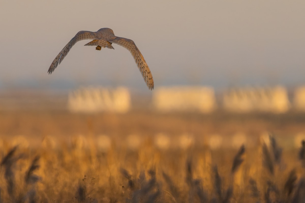 Effraie des clochers - ML644801927