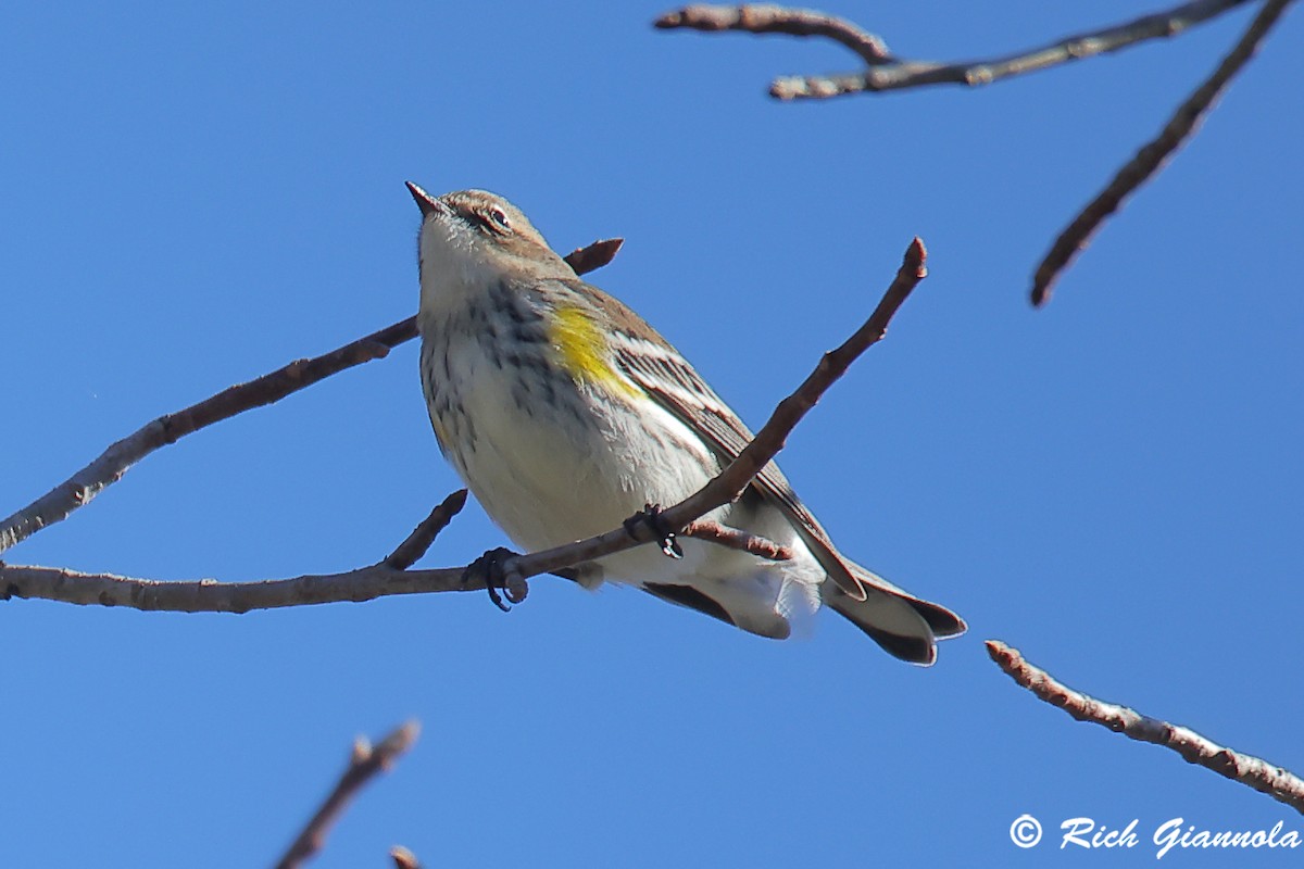 Paruline à croupion jaune - ML644801929