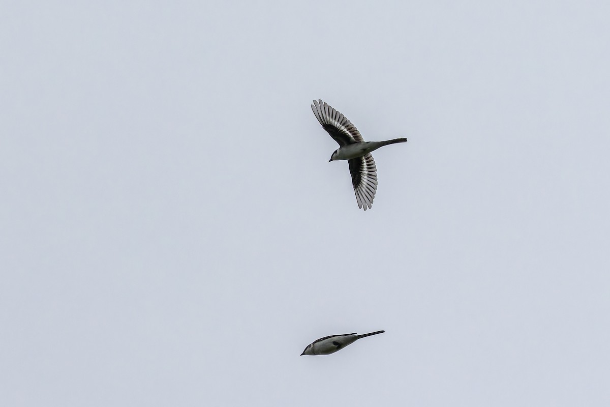 Minivet cendré - ML644801931