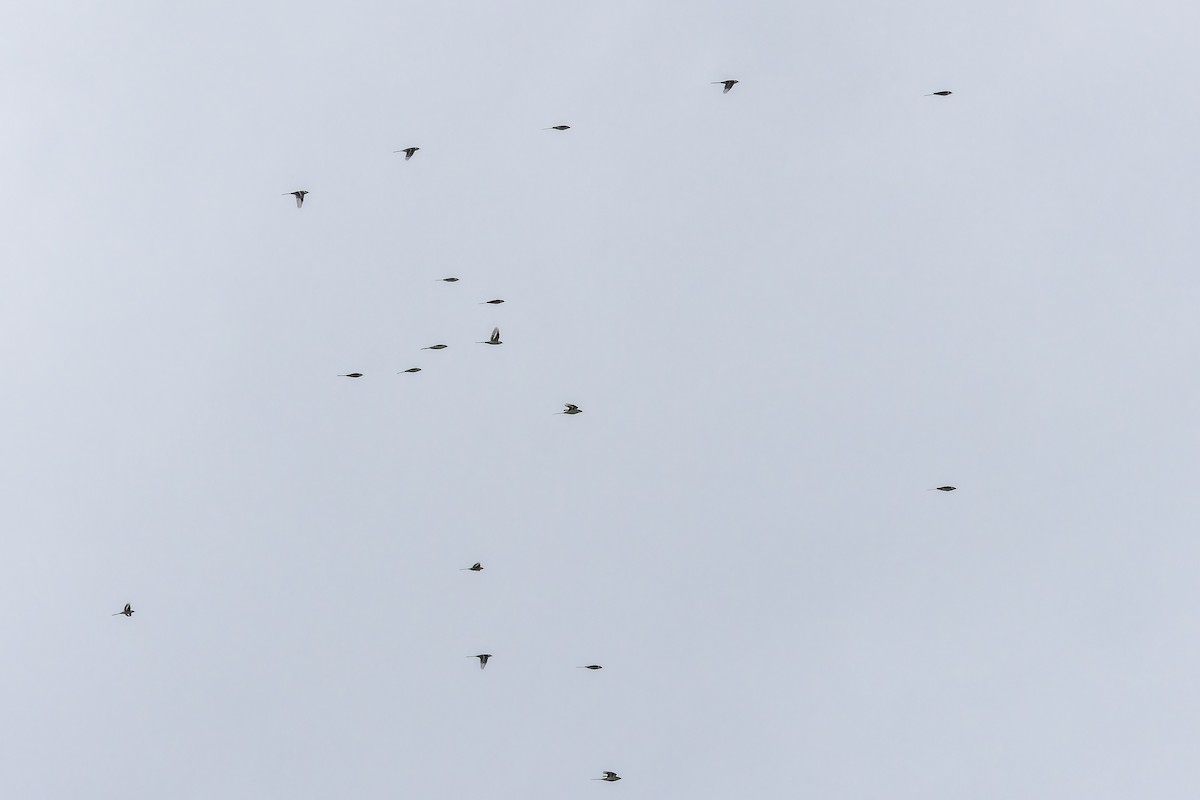 Minivet cendré - ML644801932