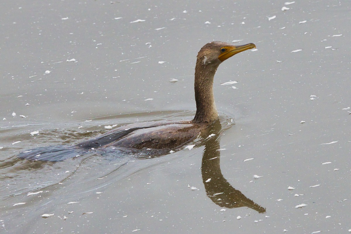 Cormoran à aigrettes - ML644801933