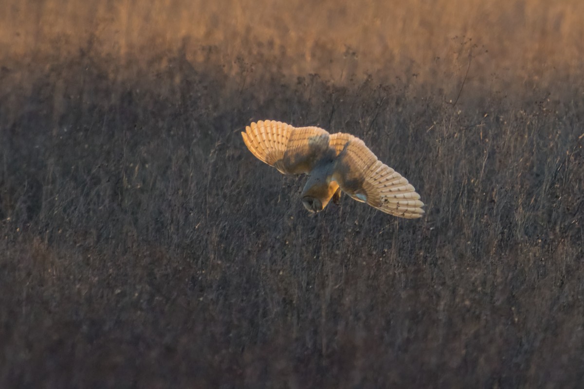 Effraie des clochers - ML644801935