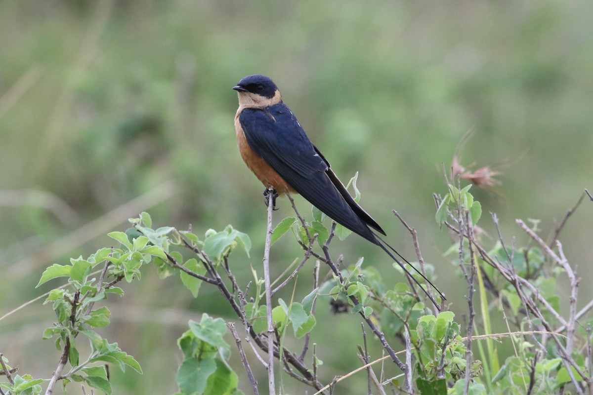 Hirondelle à ventre roux - ML644801937