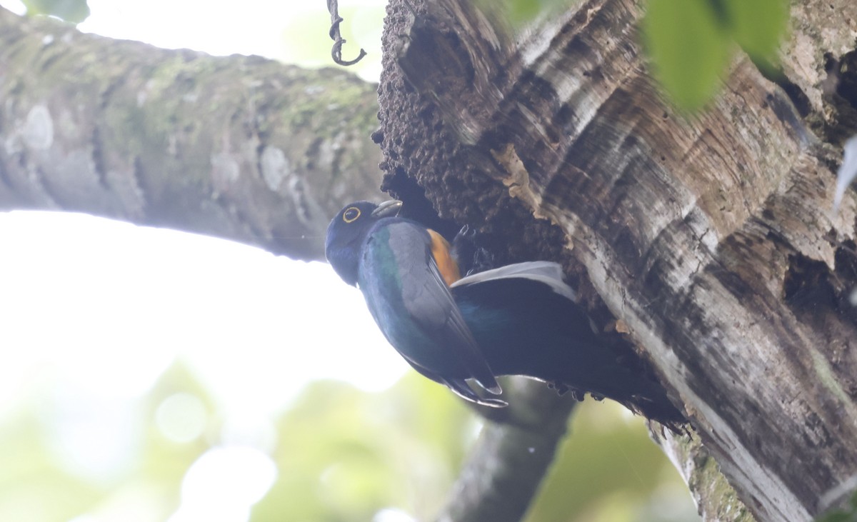 Trogon surucua - ML644801939