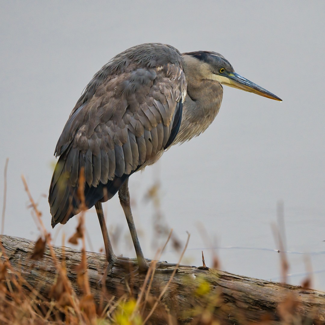 Grand Héron - ML644801940