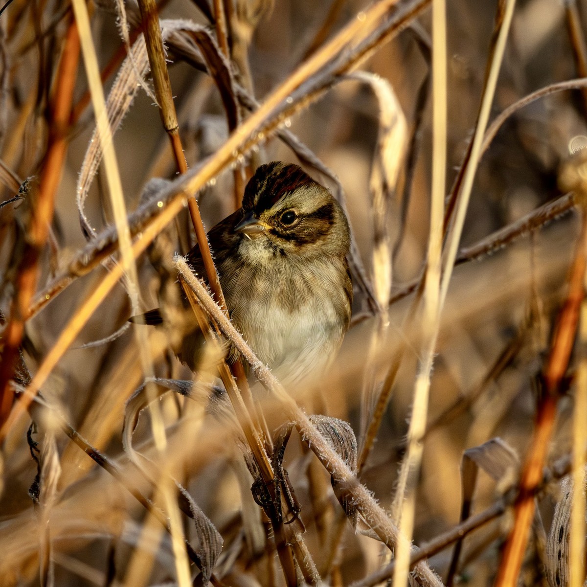 Bruant des marais - ML644801942