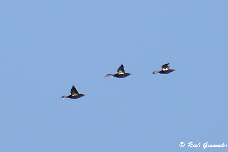 Canard noir - ML644801943