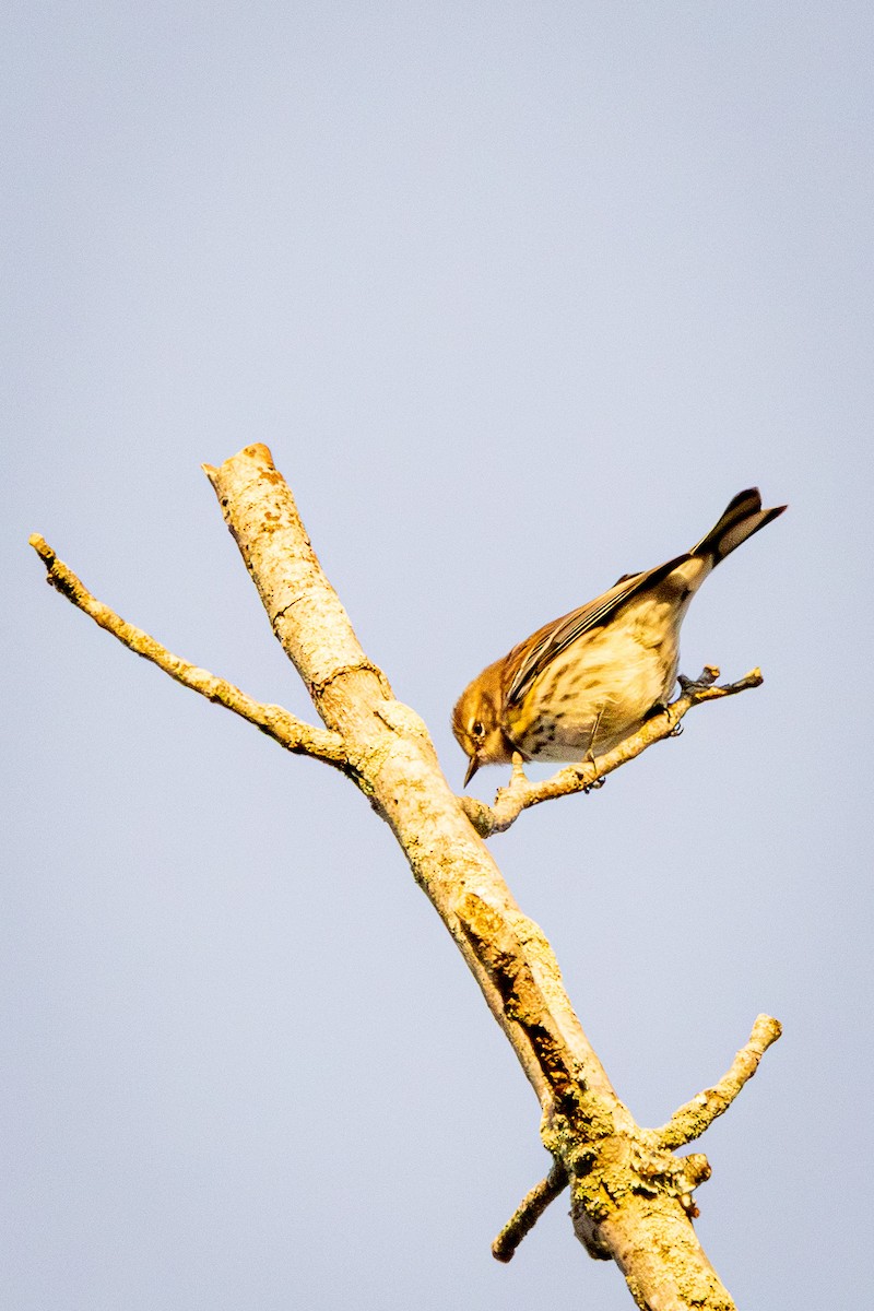 Paruline à croupion jaune - ML644801945
