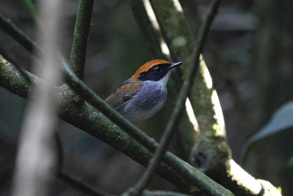 Conopophage à joues noires - ML644801946