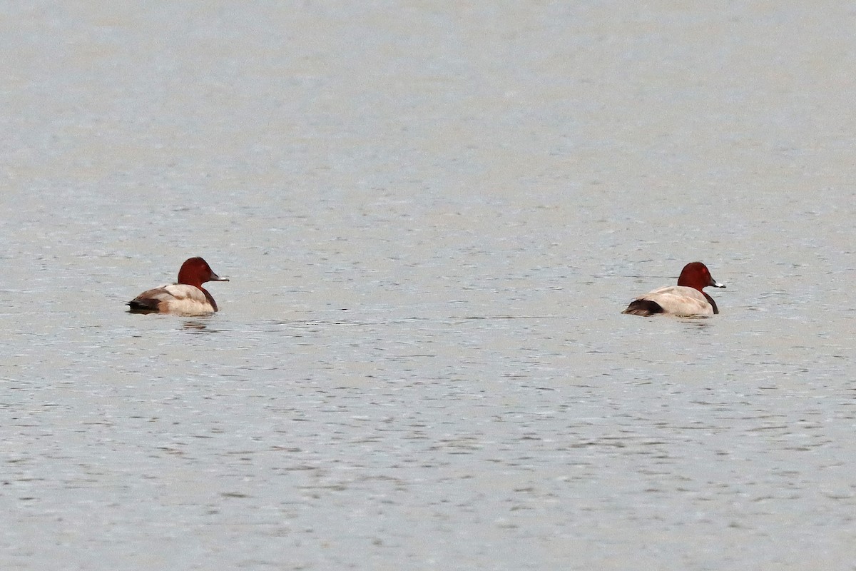 Fuligule milouin - ML644801948