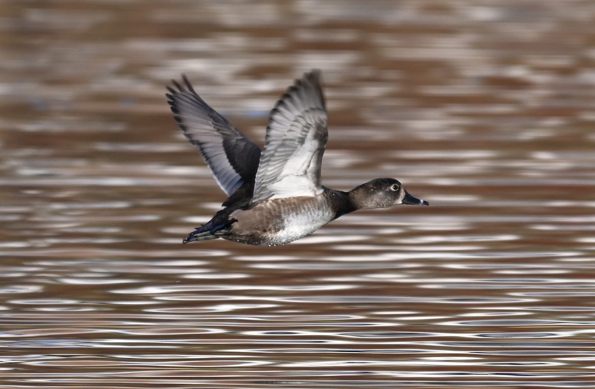 Fuligule à collier - ML644801949